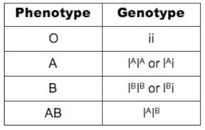 <p><span>Co-dominant alleles – both alleles are expressed within the phenotype.</span></p>