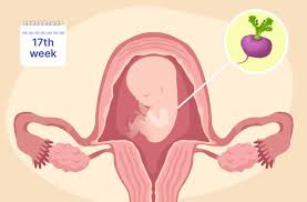 <p><span style="color: green"><strong>nurtures</strong></span><strong> </strong><span style="color: blue"><strong>developing fetus </strong></span></p>