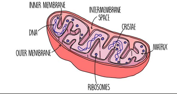 <p>structure: </p><ul><li><p>double membrane </p><ul><li><p>outer: smooth; inner: highly folded</p></li><li><p>more fold = more ETC </p></li></ul></li></ul><p>Functions: </p><ul><li><p>site of oxidative phosphorylation (cristae/inner membrane) </p></li><li><p>site of Krebs cycle (matrix) </p></li></ul><p></p>