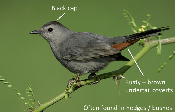 <p>What Bird is this?</p>