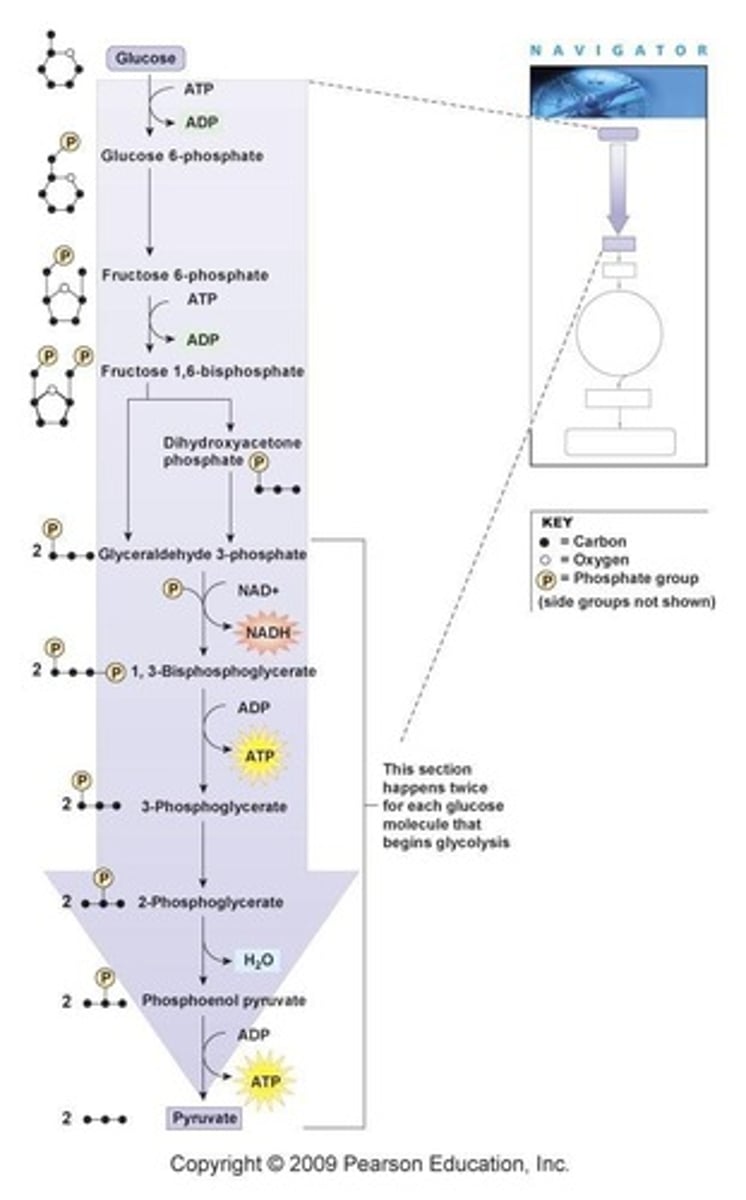 <p>ADP (adenosine diphosphate) and a phosphate group (P)</p>