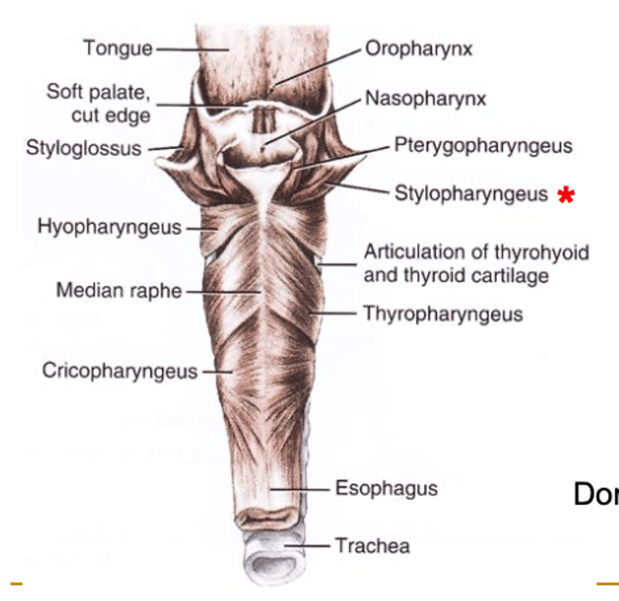 <p>ONLY DILATOR</p><p>stylohyoid bone to the rostrodorsal wall of the pharynx</p><p>dilates, elevates, and draws the pharynx forward</p>