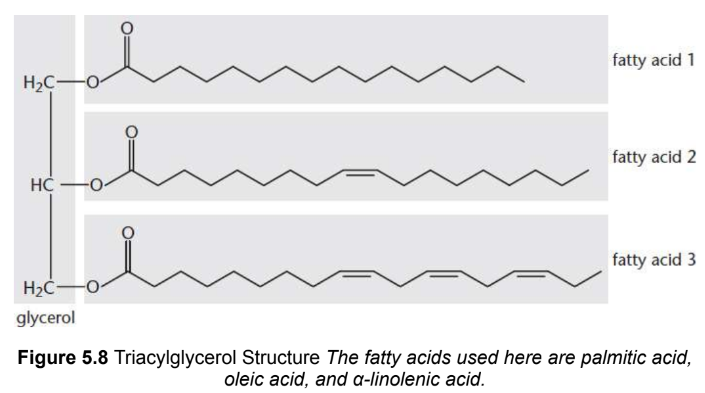 <p>three fatty acids bonded by ester linkages to glycerol; rare for all three fatty acids to be the same; nonpolar and hydrophobic</p><p>animals store in apipocytes; plants store as oil</p>