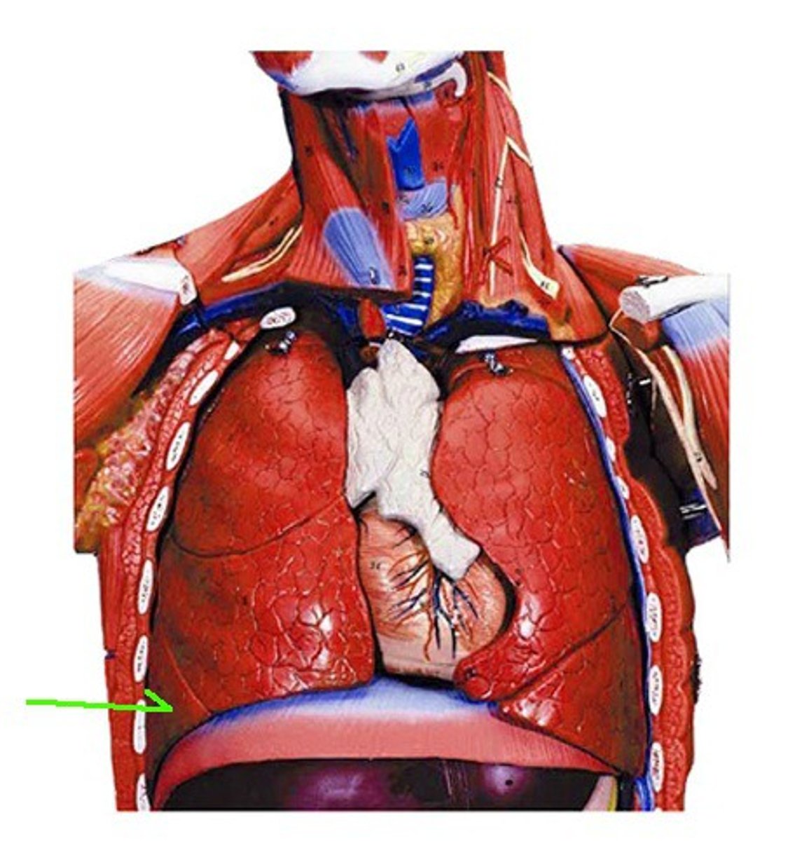 <p>Identify the structure, organ, or bone.</p>