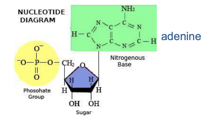 <ul><li><p><span>Store, transmit and express heredity in DNA and RNA</span></p></li><li><p><span>Five (5) bases: A, T, C, G, U (adenine, thymine, cytosine, guanine, uracil)</span></p></li><li><p><span>Each base contains a phosphate group and a nitrogenous base:</span></p></li></ul><p></p>