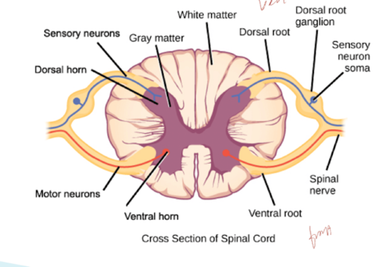 <p>Where do sensory fibers enter?</p>