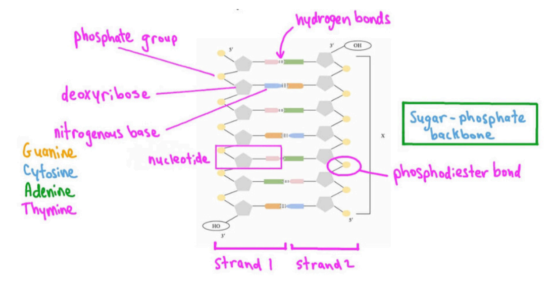 <p>A double helix composed of two coiled strands of sugar (deoxyribose) and phosphate, with nitrogen bases in the center </p>