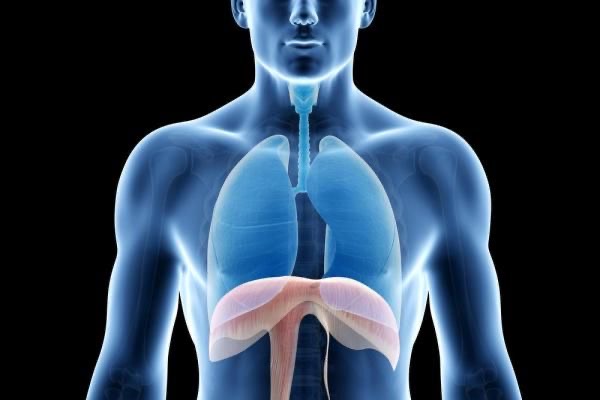 <p>Diaphragm </p>