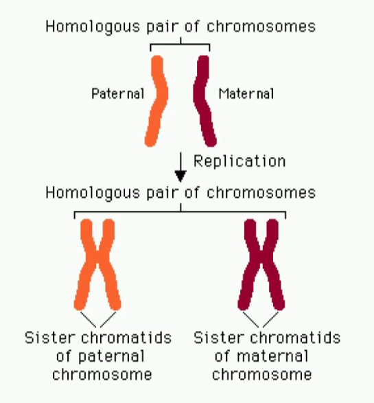 <p>a pair of chromosomes (same size, length, centromere position) that carry the same genetic information</p><p>one homologous chromosome is inherited from mom and one is inherited from dad</p>
