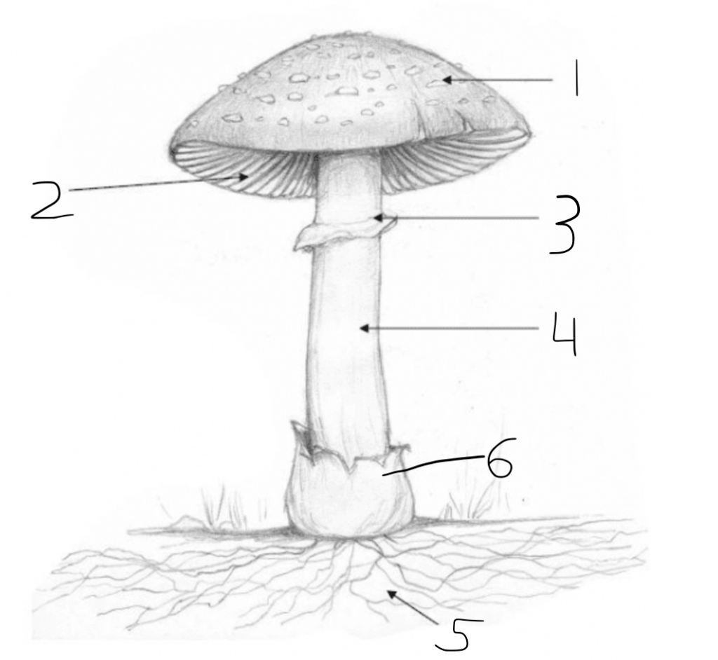 what part if number 6