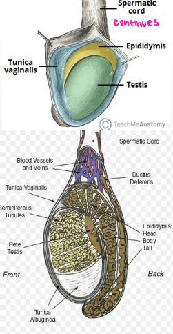 <p><strong>Testes</strong></p><p>-Originally develop high on the posterior abdominal wall then _______, usually before birth into the ______</p><p>-Function → production of ________ (sperm), production of sex __________ (androgens and testosterone)</p><p>-Spermatic cord → tube-like structure that _________ testes to ________ wall </p><p>-Tunica vaginalis → closed ___ of __________ surrounding most of _____</p>