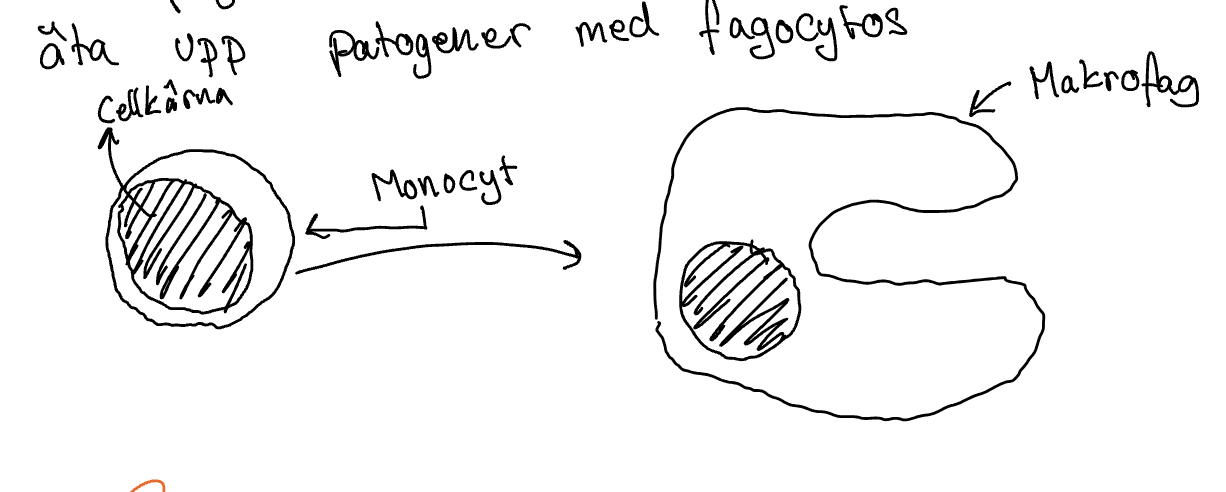 <p>Andra försvarsnivån: ickespecifika vita blodkroppar</p><p>monocyter lagras i mjälten</p><p>monocyten tar sig till inflamerad vävnad &amp; omvandlas till makrofag</p><p>Makrofagen kan känna igen &amp; äta upp patogener med fagocynter → cellätning</p>
