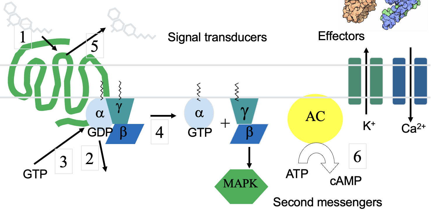 <p>The G-protein cycle steps</p>