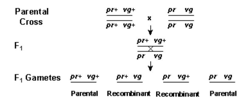 <p>Recombination changes linked gene inheritance patterns</p><ul><li><p>During recombination of linked genes, crossing over may occur, in which generating recombinant chromosomes → New genotypes</p><p></p><p>Where <strong>linked genes</strong> (AB || AB, ab || ab) <strong>are close</strong> to each other,</p><p>(Parental →) 48% AB, 48% ab,<strong> 2% Ab, 2% aB </strong>(← Recombinant)</p><ul><li><p>Linked genes close together on the same chromosome has a lower probability of being separated by crossing over → Tend to be inherited together during meiosis</p></li><li><p>Gametes = AB, ab, <strong>Ab, aB</strong></p></li><li><p>Offspring = AB || AB, ab || ab, <strong>AB || ab </strong></p></li><li><p>Phenotype = </p><ol><li><p>Dom. trait 1 + Dom. trait 2</p></li><li><p>Rec. trait 1 + Rec. trait 2</p></li></ol></li></ul></li></ul><p></p><ul><li><p>Where <strong>linked genes</strong> (AB || AB, ab || ab) <strong>are far apart</strong> on same chr,</p><p>25% AB, 25% ab,<strong> 25% Ab, 25% aB </strong>(← Recombinant)</p><ul><li><p>Linked genes further apart on the same chromosome has a higher probability of being separated by recombination → All genotypes are equally likely to be created from meiosis</p></li><li><p><strong>Same inheritance patterned as unlinked gene</strong></p></li><li><p>Gametes = AB, ab, <strong>Ab, aB </strong>(1:1:1:1)</p></li><li><p>Offspring = AB || AB, ab || ab, <strong>AB || ab, Ab|| Ab, Ab || ab, aB || aB, aB || ab</strong> (New recombinant types: State of Trait<sub>1 </sub>≠ State of Trait<sub>2</sub>)</p></li><li><p>Phenotype =</p><ol><li><p>Dom. trait 1 + Dom. trait 2</p></li><li><p>Rec. trait 1 + Rec. trait 2</p></li><li><p>Dom. trait 1 + Rec. trait 2</p></li><li><p>Rec. trait 1 + Dom. trait 2</p></li></ol></li></ul></li></ul><p></p>