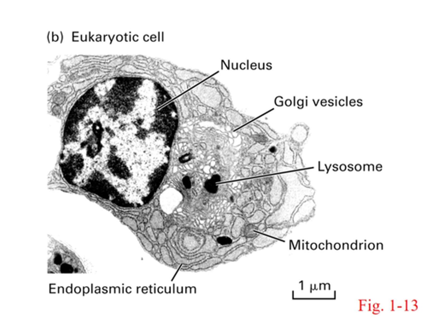 <p>- outer plasma membrane</p><p>- have a nucleus</p><p>- extensive internal membranes</p><p>- sub compartments called organelles</p><p>- includes: plants, animals, fungi, protozoans </p><p>- lysosomes, mitochondria, nuclear envelope, nucleolus, SER, RER, Golgi complex, peroxisomes, cytoskeleton, microvilli, plasmodesmata </p>
