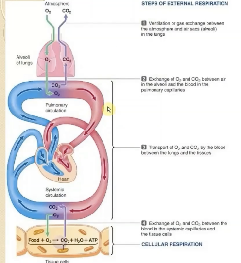 <ol><li><p>air is moved in and out of lungs so exchange can occur btwn atmosphere and alveoli (done by ventilation)</p></li><li><p>o2 and co2 are exchanged by diffusion for transport by the blood</p></li><li><p>blood transports the gasses</p></li><li><p>gas exchange between cells and blood</p></li></ol><p></p>