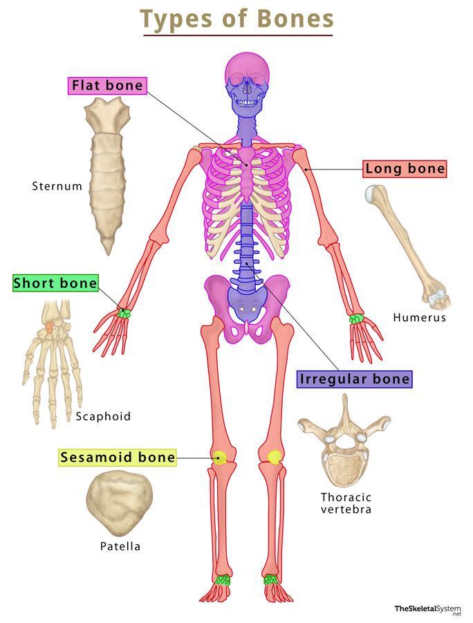 <p>Long, Short, Flat, Irregular, Sesamoid</p>