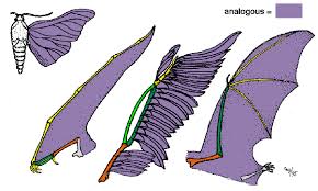 <p><span><u>Analogous structures: </u>arise from convergent evolution, where different species develop similar structures independently due to similar environmental pressures or needs, despite not sharing a recent common ancestor. (Wings of insects or birds, which both serve for flight but evolved independently).&nbsp;</span></p>