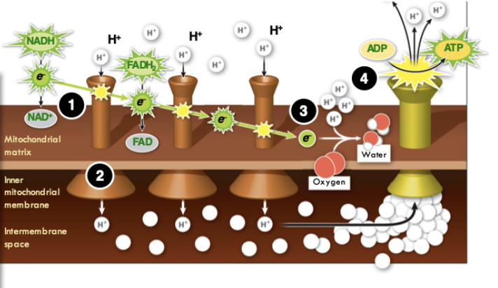 <p>The protons rush back to the mitochondrial matrix with great kinetic energy, which can be used to build ATP</p>