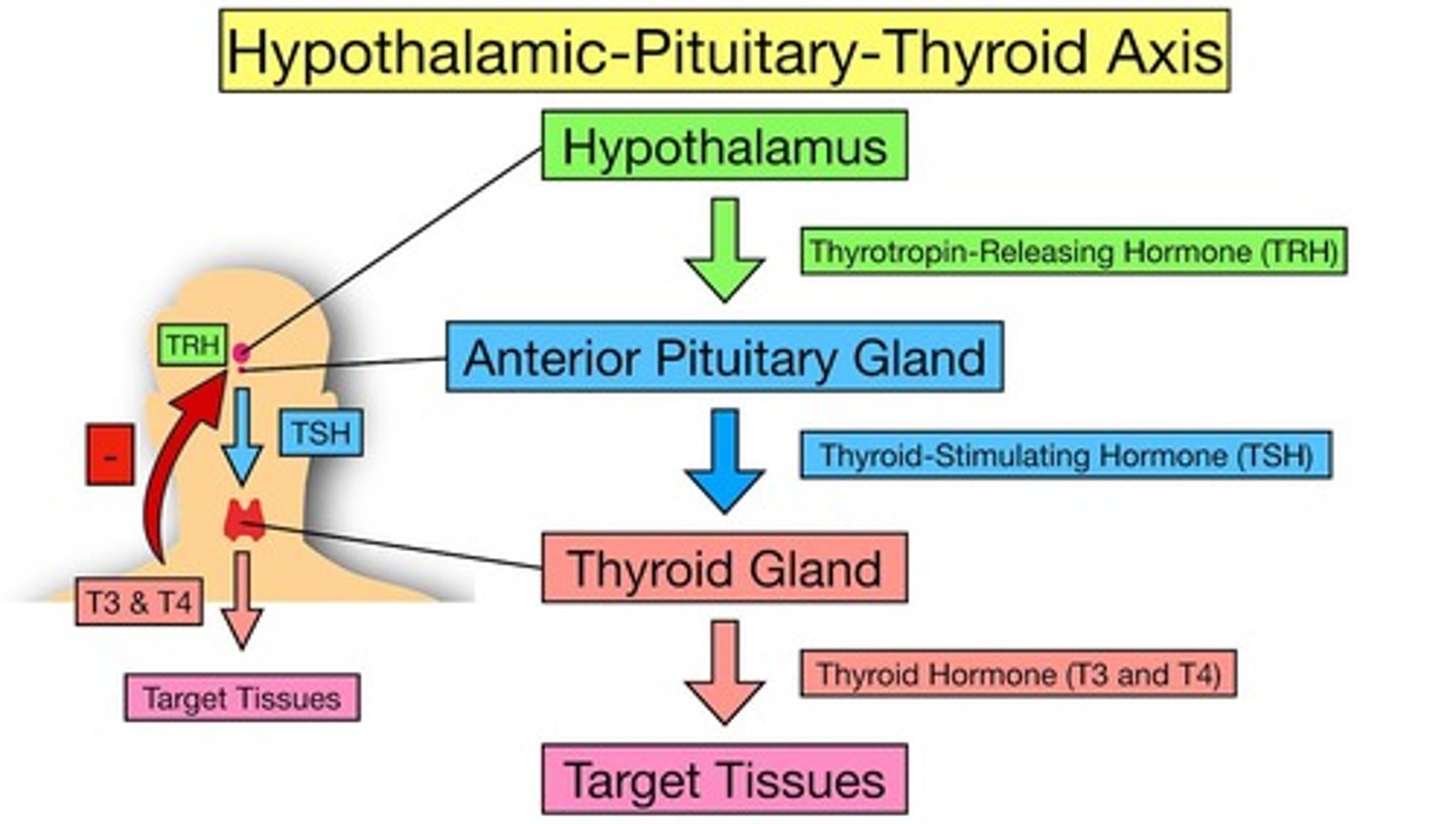 <p>Hypothalamus releases TRH which acts on pituitary to release TSH, which acts on thyroid to release T3 and T4, increasing metabolic rate.</p>