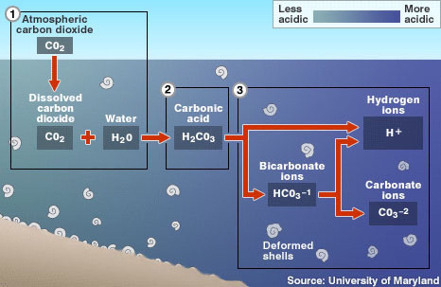 <p>The process by which the pH of the ocean is lowered (made more acidic) when excess CO₂ dissolves in seawater and forms carbonic acid (H₂CO₃)</p>