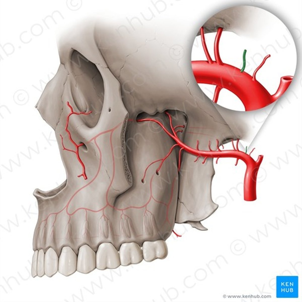knowt flashcard image