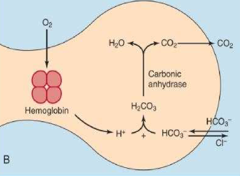 <p>Be able to explain process in pic</p><p>-favors reverse rxn transport of blood gases</p>