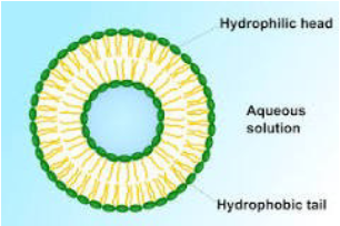 <p>small vesicles forming a closed, spherical lipid bilayer lacking proteins</p>