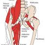 <p>located on inner thigh responsible for pulling leg towards midline of body for hip stability &amp; balance</p>