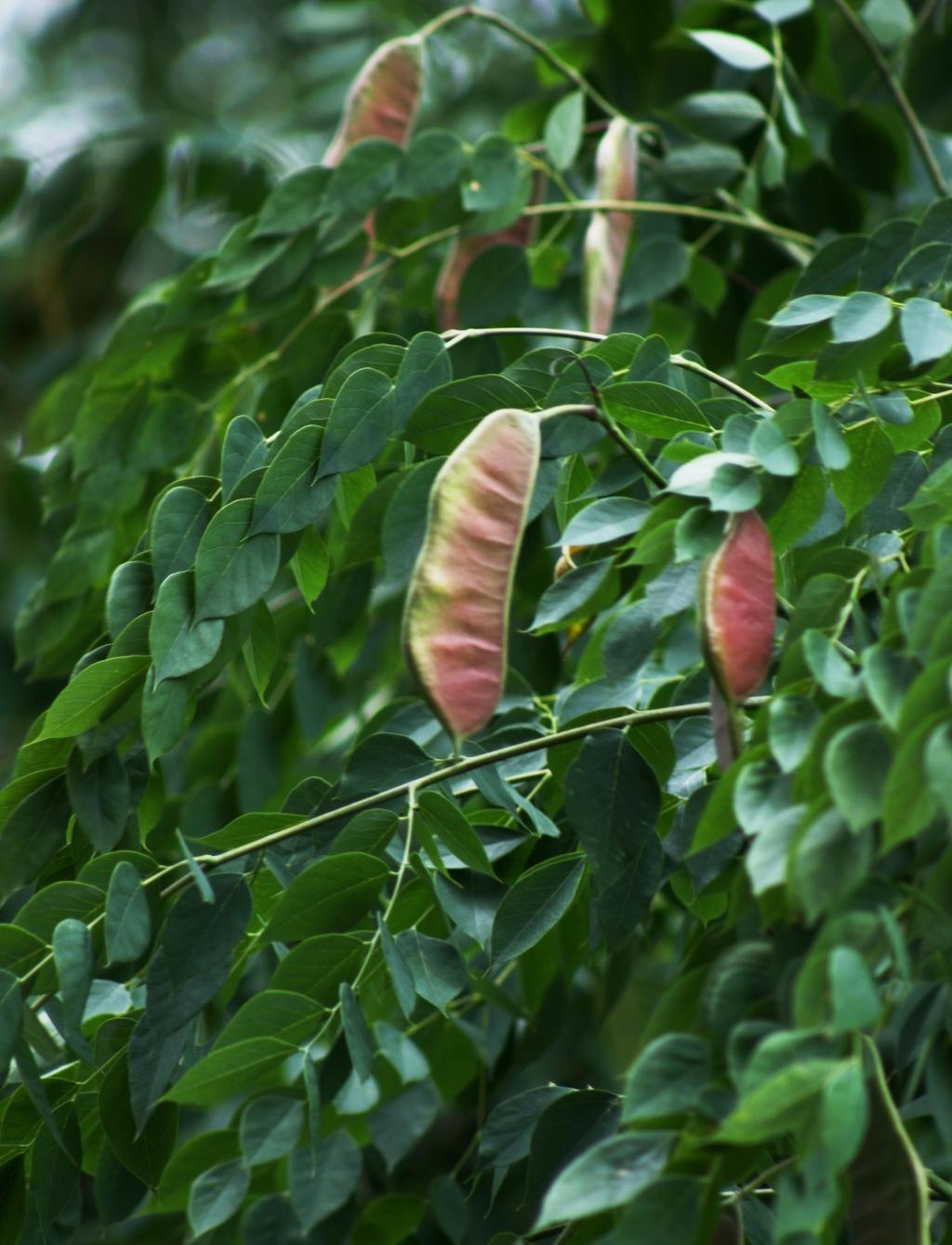 <p><em>Gymnocladus dioicus</em></p>