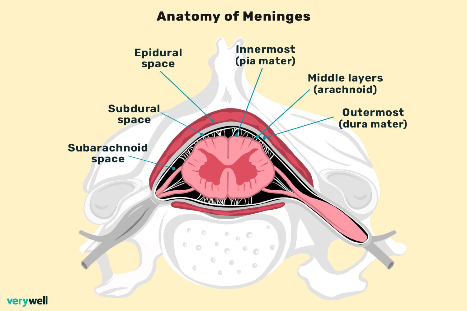 <p>Spinal meninges superficial to deep</p>