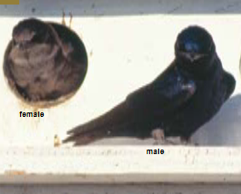 <p><span><span>Progne subis </span></span></p>