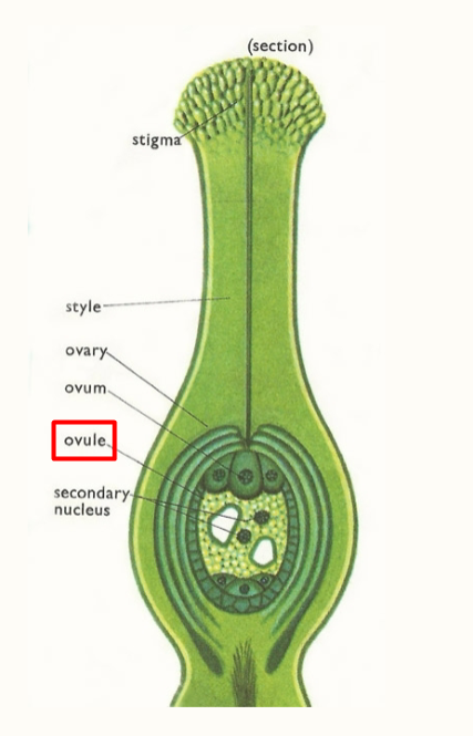 <p>Ovule</p>