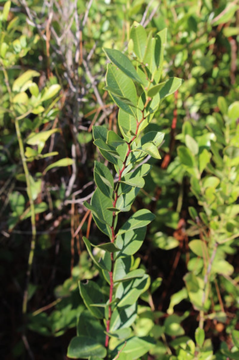 <p>what is the name of the plant pictured here?</p>