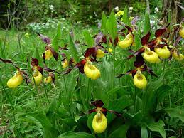 Yellow lady's slipper
