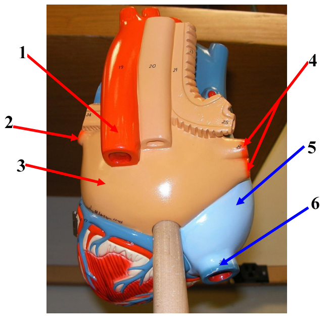 <p><span>Name structure 2</span></p>