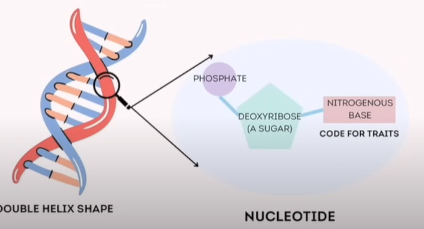 <p>Self-replicating material that is present in nearly all living organisms as the main constituent of Chromosomes. </p><p></p><p>"Nucleotide" 的中文是<strong>核苷酸</strong><span>。核苷酸是核酸（如 DNA 和 RNA）的基本組成單位，它由一個含氮鹼基、一個五碳糖和一个或多个磷酸基团组成。</span></p><p></p><table style="min-width: 75px"><colgroup><col style="min-width: 25px"><col style="min-width: 25px"><col style="min-width: 25px"></colgroup><tbody><tr><th colspan="1" rowspan="1"><p><strong>Component</strong></p></th><th colspan="1" rowspan="1"><p><strong>Description</strong></p></th><th colspan="1" rowspan="1"><p><strong>Role/Function</strong></p></th></tr><tr><td colspan="1" rowspan="1"><p>Double Helix Shape</p></td><td colspan="1" rowspan="1"><p>Twisted ladder-like structure</p></td><td colspan="1" rowspan="1"><p>Structure of DNA</p></td></tr><tr><td colspan="1" rowspan="1"><p>Nucleotide</p><p><strong>核苷酸</strong></p></td><td colspan="1" rowspan="1"><p>Building block of DNA</p></td><td colspan="1" rowspan="1"><p>Makes up DNA strands</p></td></tr><tr><td colspan="1" rowspan="1"><p>Phosphate</p></td><td colspan="1" rowspan="1"><p>Circle part of nucleotide</p></td><td colspan="1" rowspan="1"><p>Part of DNA backbone</p></td></tr><tr><td colspan="1" rowspan="1"><p>Deoxyribose (A Sugar)</p></td><td colspan="1" rowspan="1"><p>Pentagon-shaped sugar</p></td><td colspan="1" rowspan="1"><p>Bonds phosphate and base (DNA backbone)</p></td></tr><tr><td colspan="1" rowspan="1"><p>Nitrogenous Base</p></td><td colspan="1" rowspan="1"><p>Rectangular structure</p></td><td colspan="1" rowspan="1"><p>Contains genetic code</p></td></tr><tr><td colspan="1" rowspan="1"><p>Code for Traits</p></td><td colspan="1" rowspan="1"><p>Info carried by nitrogenous base</p></td><td colspan="1" rowspan="1"><p>Determines genetic traits</p></td></tr></tbody></table><p></p>