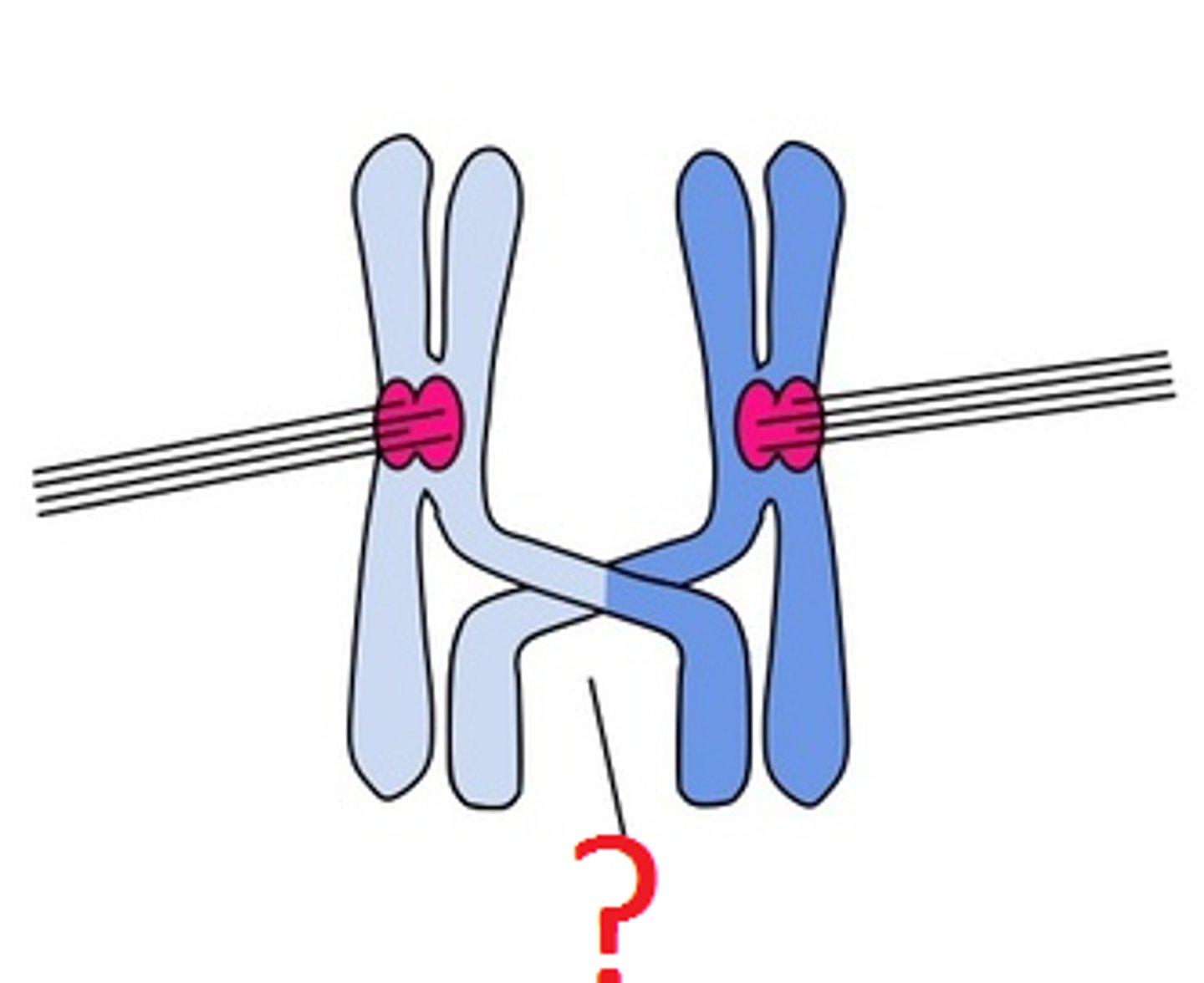 <p>Non sister chromatids wrap around each other, and they join up at certain points called chiasmata.</p>