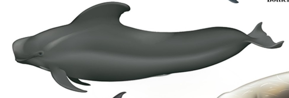 <p class="has-focus">Delphinidae family</p><p>Their diet consists primarily of squid, with a small amount of fish</p><p class="has-focus">has a bulbous melon head with no obvious rostrum. Its dorsal fin is far forward on its body and has a relatively long base. The body is black or dark brown, with a large gray saddle behind the dorsal fin.</p>