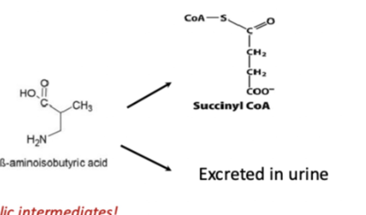 <p>converted into succinyl CoA or excreted in urine</p>