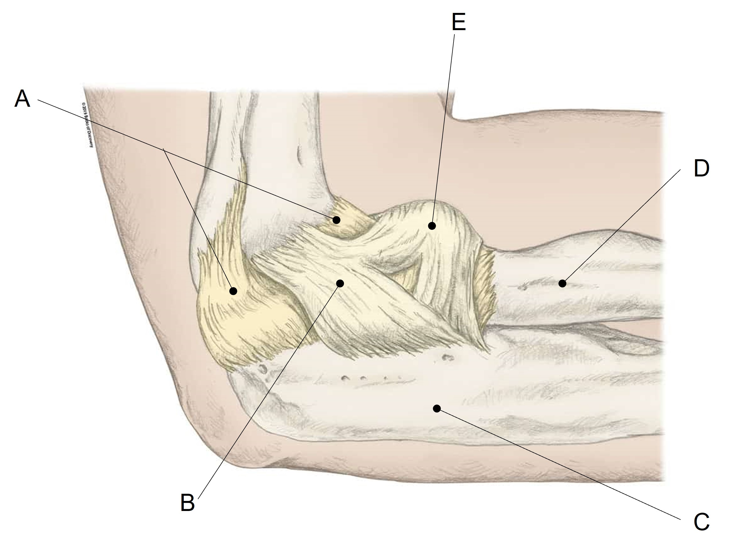 <p>Match the appropriate term with the landmark or structure identified in the picture below. Answers are used once and there are incorrect choices.</p>