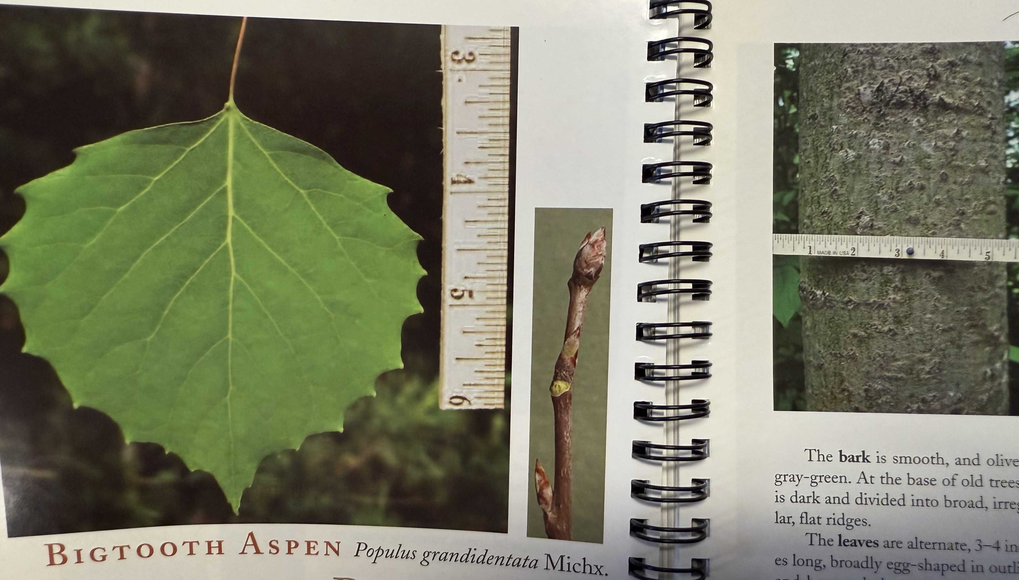 <p>Bigtooth aspen (popple, poplar)</p>