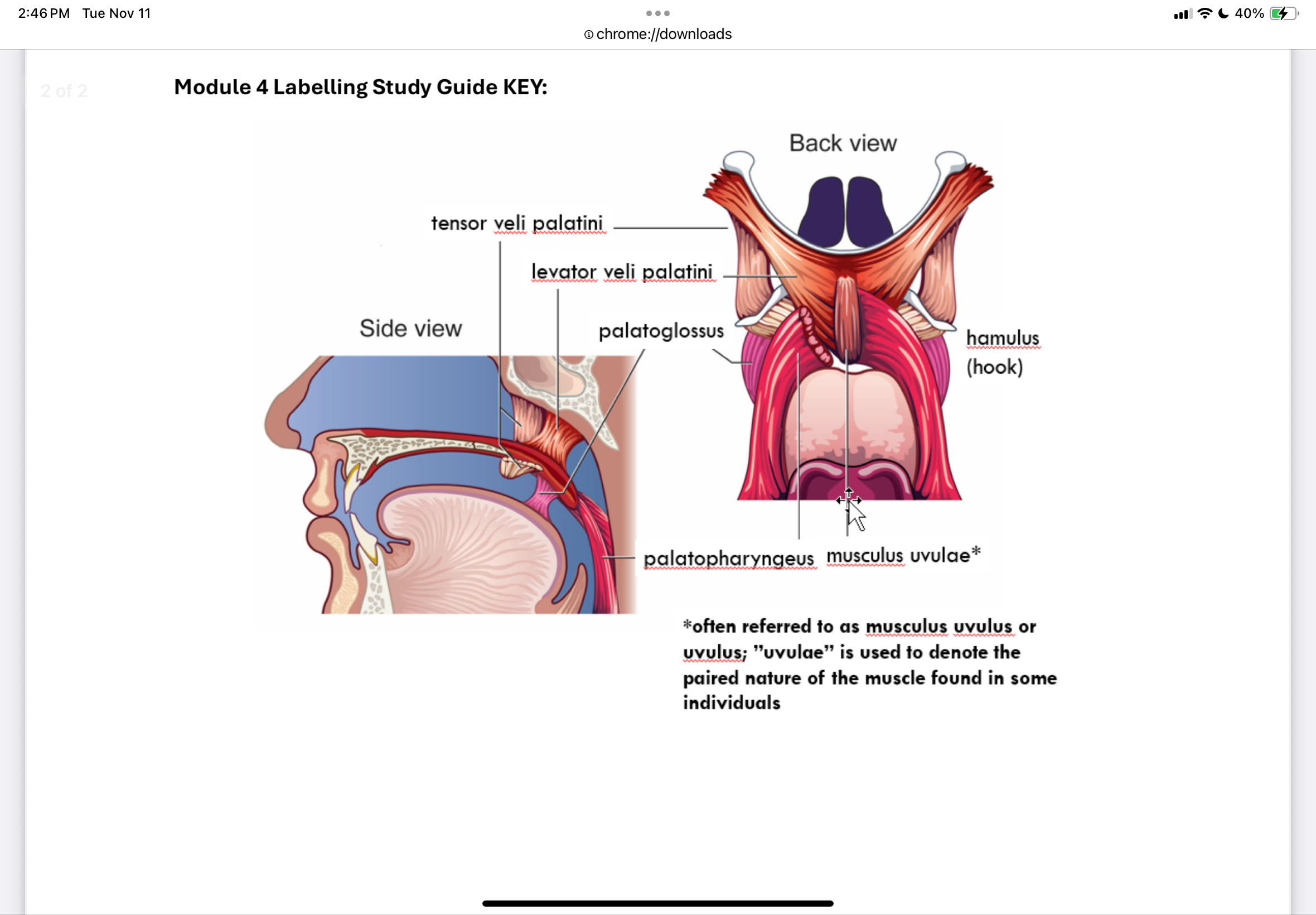 <p>A - Tensor veli palatini</p><p>B - Levator veli palatini</p><p>C - Palatoglossus</p><p>D - Palatopharyngeus</p><p>E - Levator veli palatini</p><p>F - hamulus (hook)</p><p>G - Palatoglossus </p><p>H - Palatopharyngeus</p><p>I - Musculus uvulae </p>