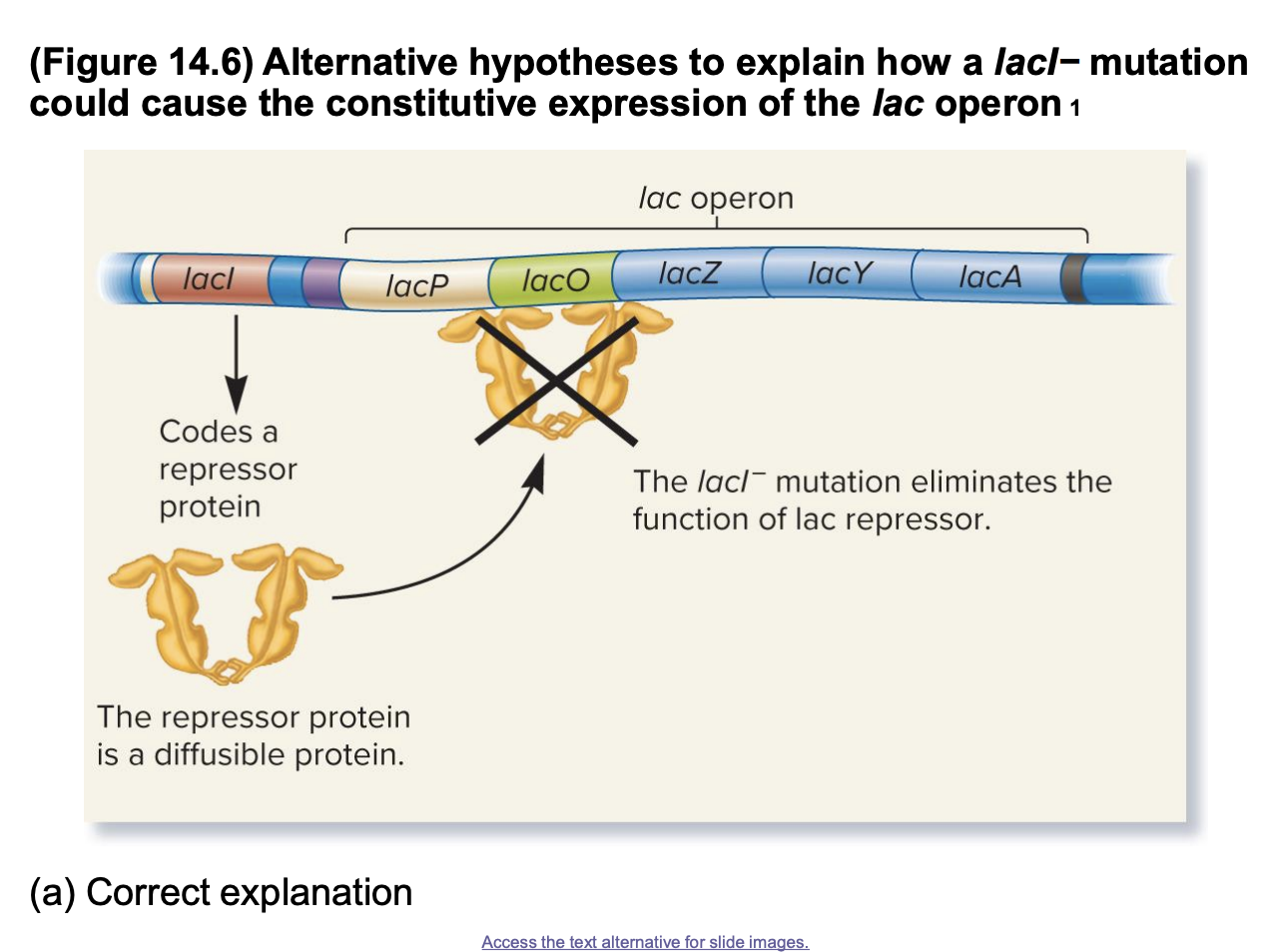 <ul><li><p>the lacI- mutation eliminates the fx of a lac repressor that can diffuse throughout the cell</p><ul><li><p>The <strong>lac repressor</strong> is unable to bind to the <strong>lacO operator</strong>, allowing <strong>RNA polymerase</strong> to <strong>transcribe the lac operon</strong> continuously, regardless of lactose presence</p></li></ul></li></ul><ul><li><p>if correct: the repressor coded on the F’ factor can diffuse and turn off the lac operon on the bacterial chromosome</p><ul><li><p>ability of the repressor to <strong>diffuse</strong> is important bc even when there is a mutated <strong>lacI gene</strong> on the chromosome (<strong>lacI−</strong>), the repressor on the <strong>F' factor</strong> (plasmid) can still function properly to <strong>regulate</strong> the lac operon and prevent its <strong>constitutive expression</strong>.</p></li></ul></li><li><p>the correct expression</p></li></ul><p></p>