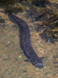 <p>Long, slender body shape</p>