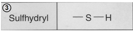 - sulfur atom bonded to a hydrogen atom, called thiols- interact to help stabilize protein structure.