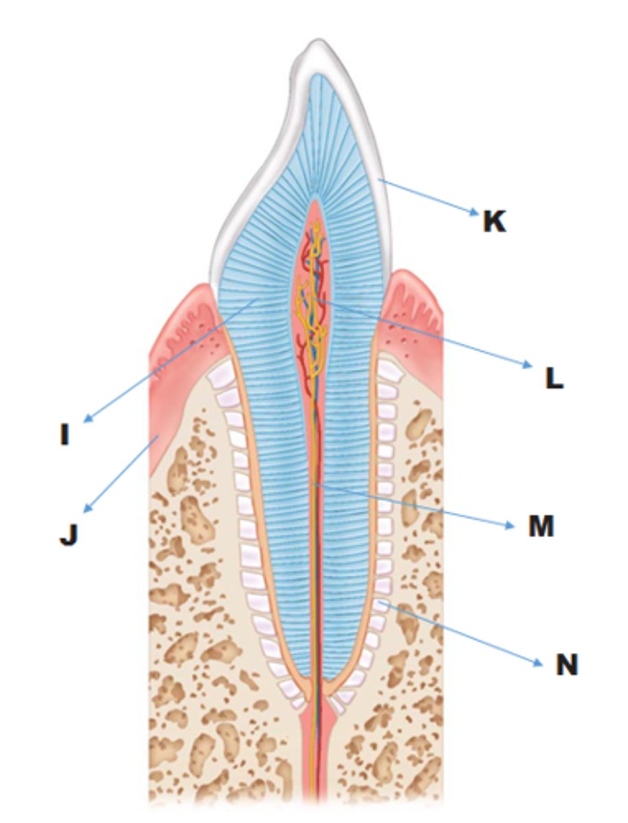 <p>L</p>