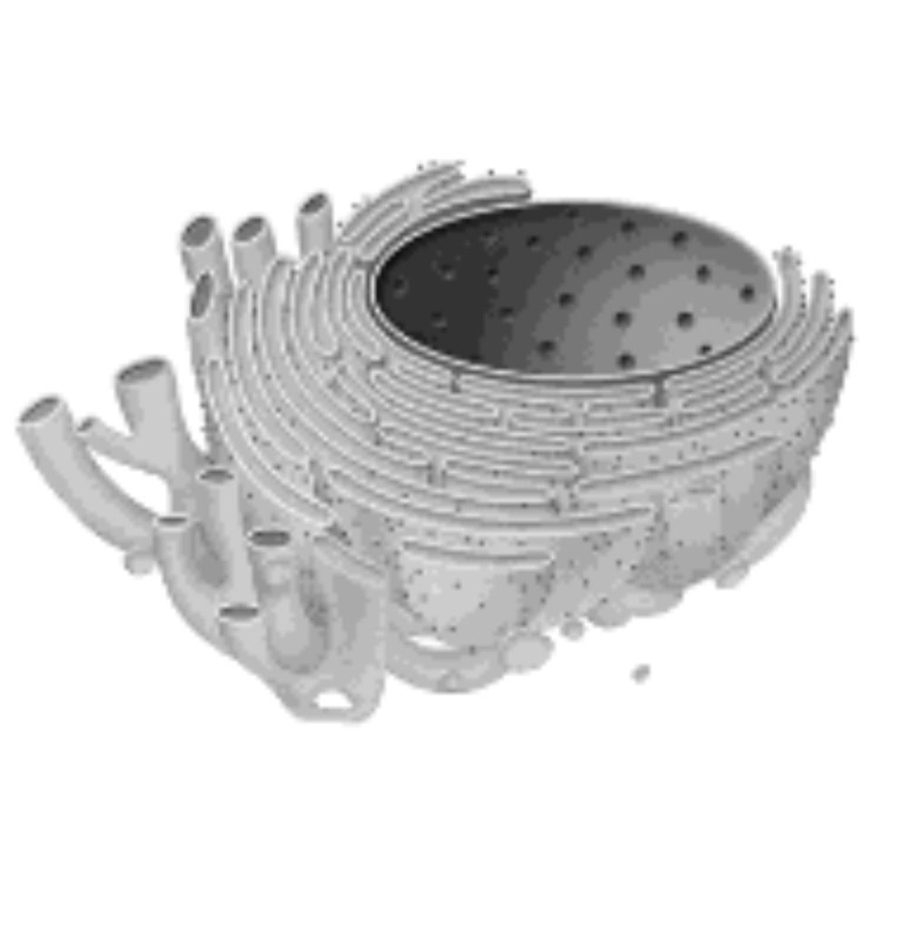 <p>SER - Smooth Endoplasmic Reticulum</p>