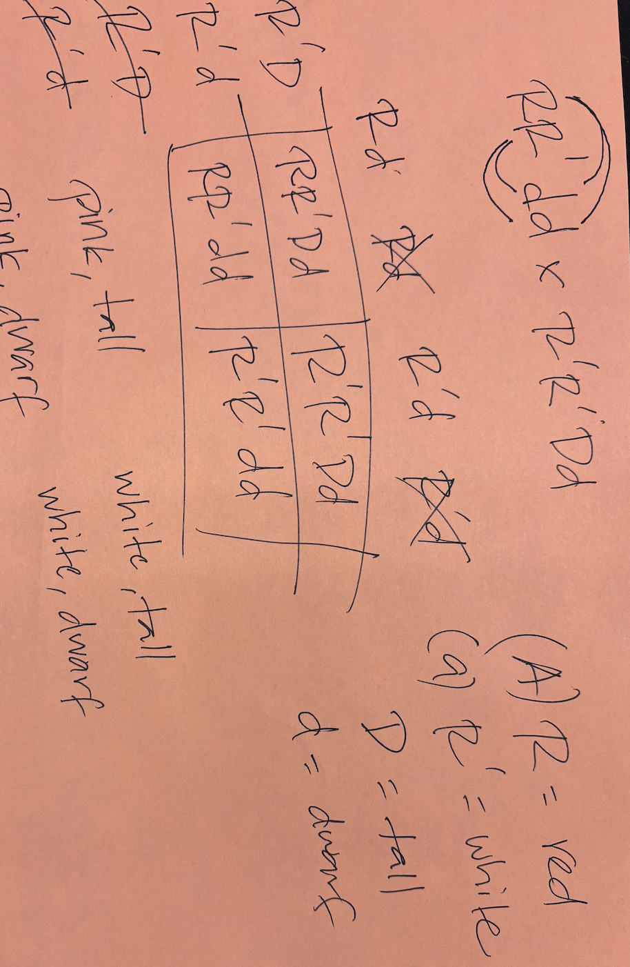 <p>1:1:1:1 (RR’Dd:RR’dd:R’R’Dd:R’R’dd)</p>