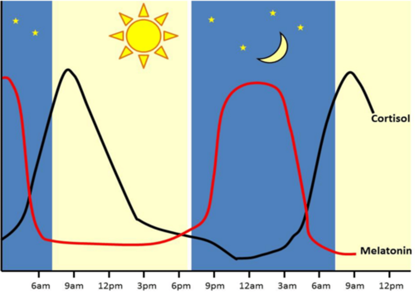 <p>Sleep-wake cycle (biological clock), onset of puberty, affected by light, TT is brain and body cells</p>